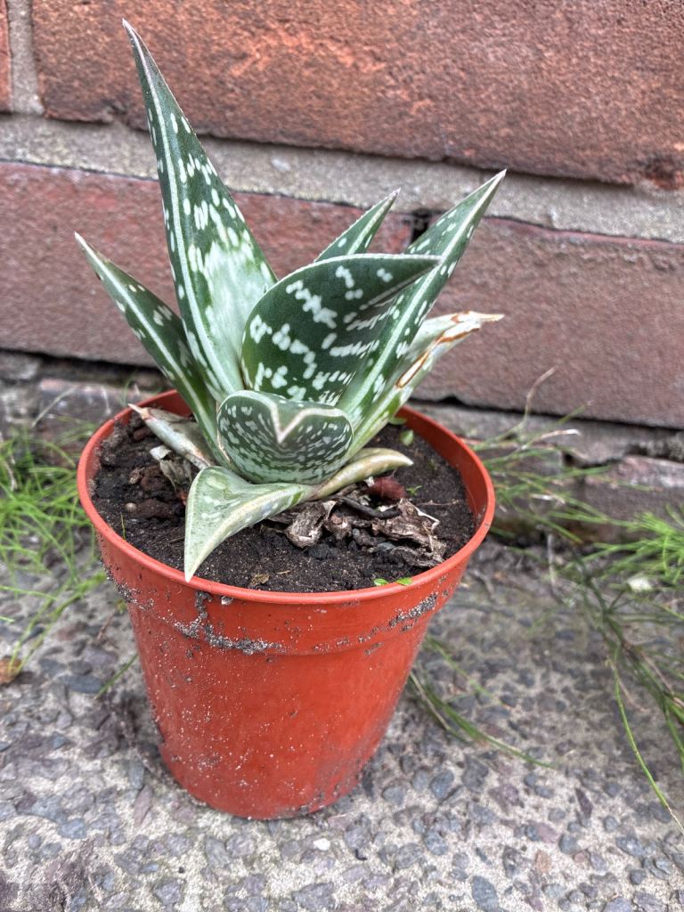 Tiger aloe 