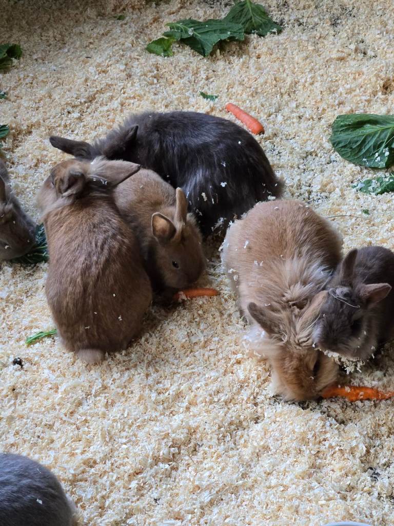Rabbits for Sale