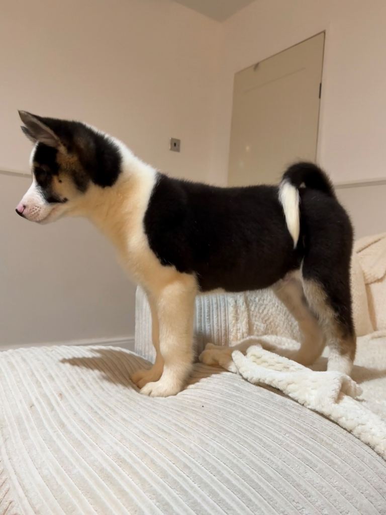 READY NOW Gorgeous Huskita Puppies 