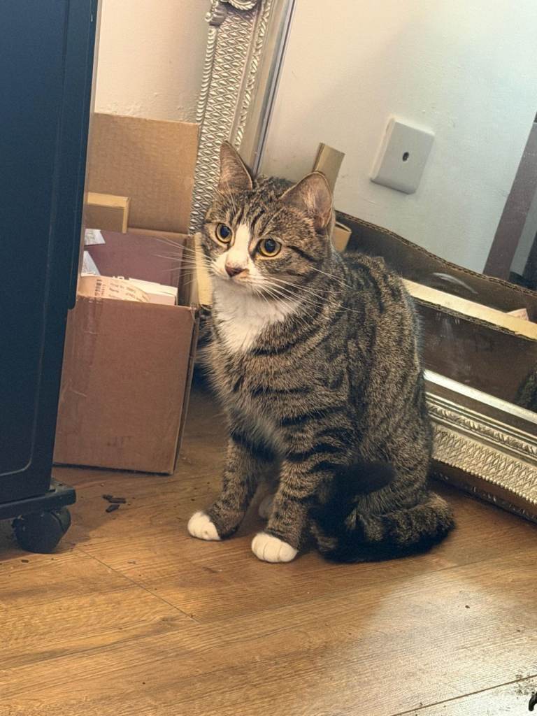 Three 1 year old cats