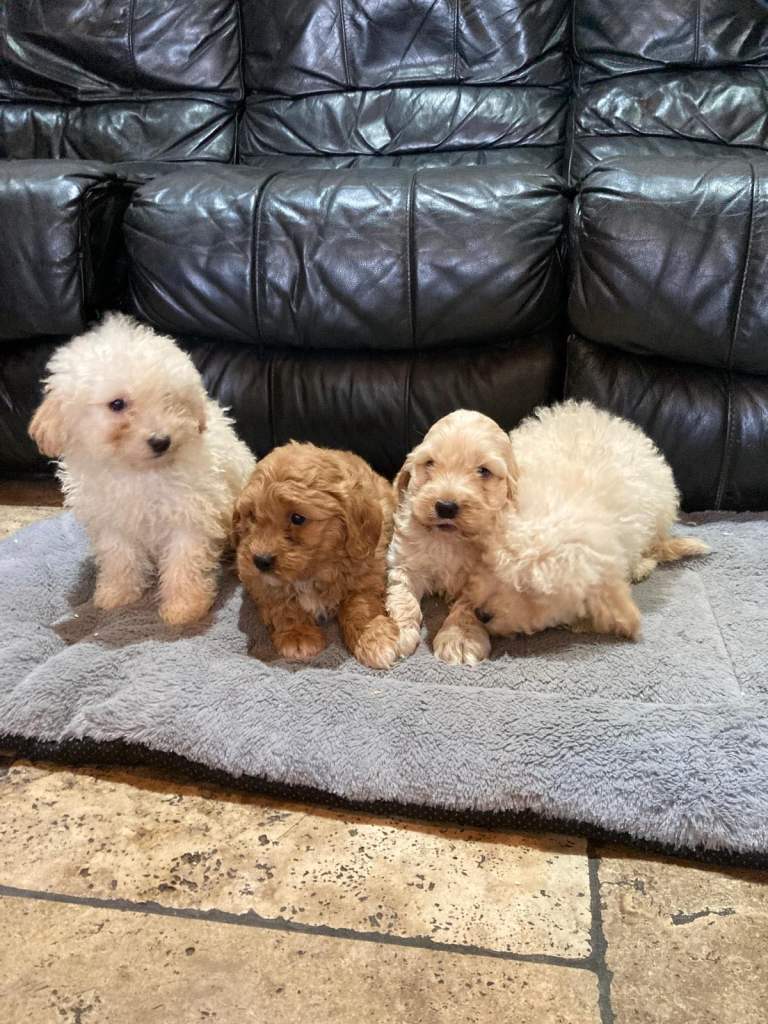Cockapoo pups