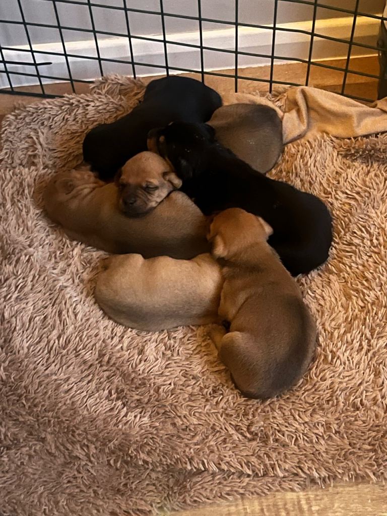 Miniature Pinscher cross Jack Russell 