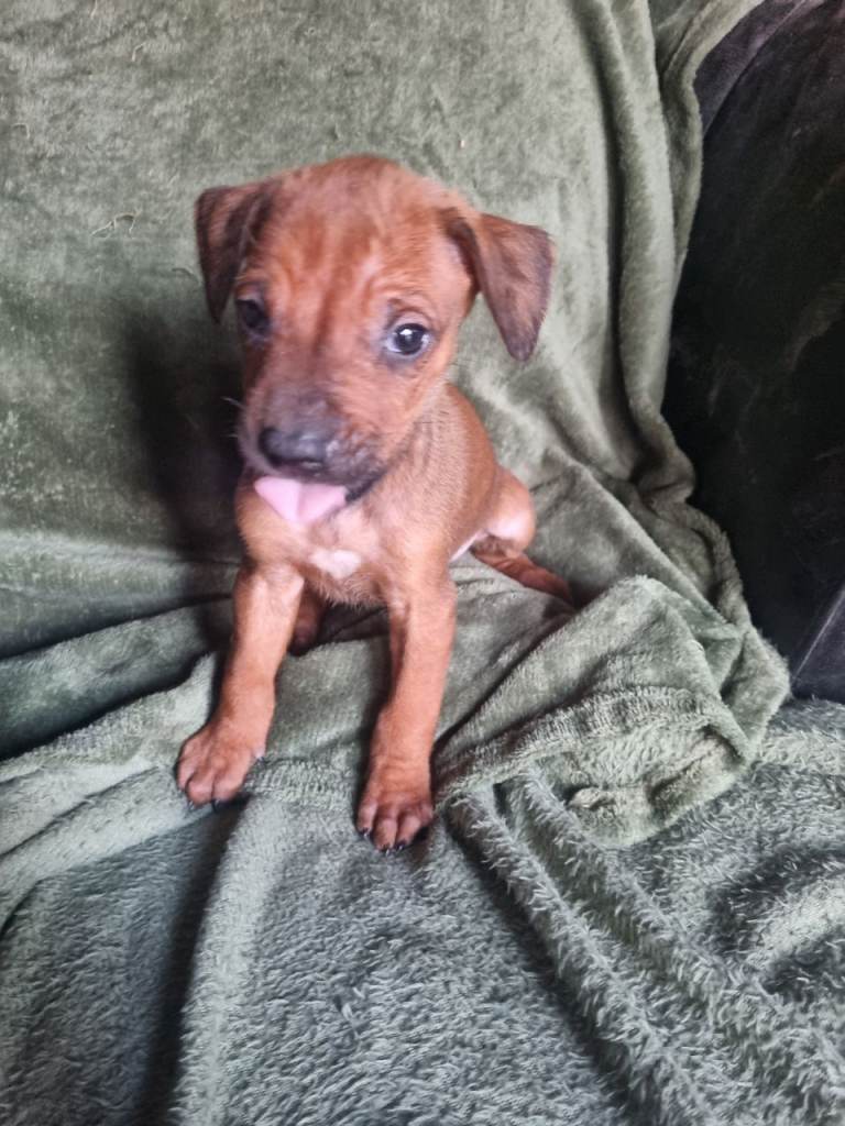 RHODESIAN RIDGEBACKS PUPPIES 