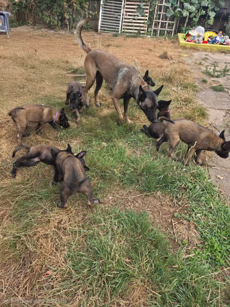 Beautiful Belgian Malinois puppies 10 weeks old
