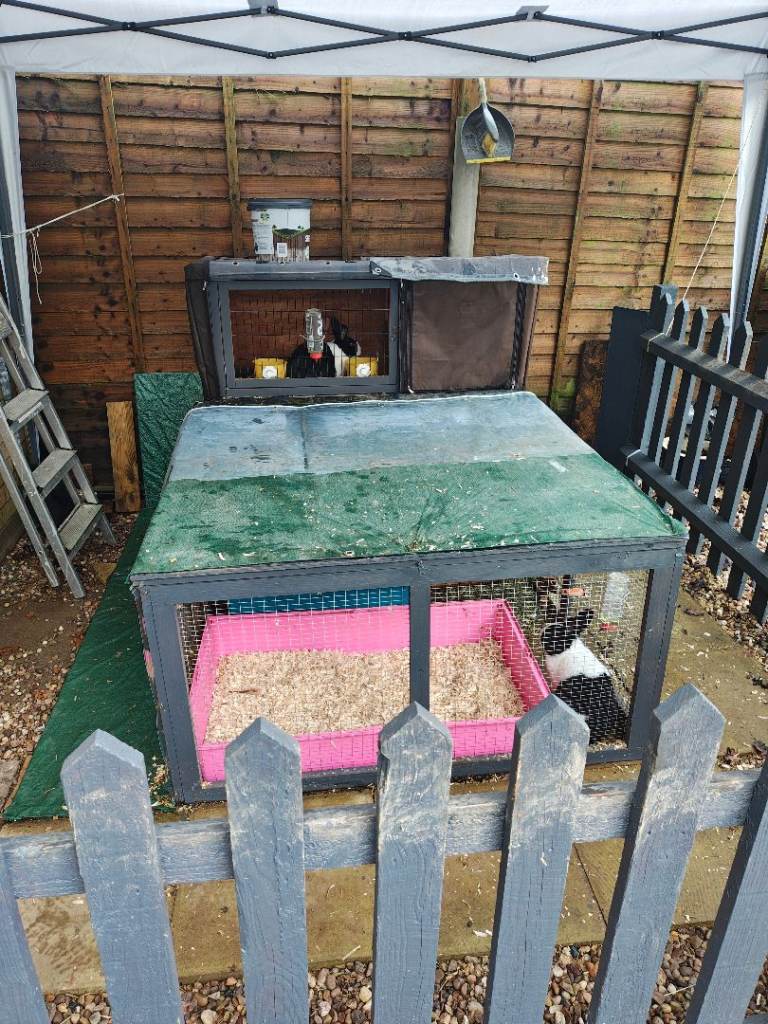 URGENT - 2x rabbits (Boys) hutch and run 