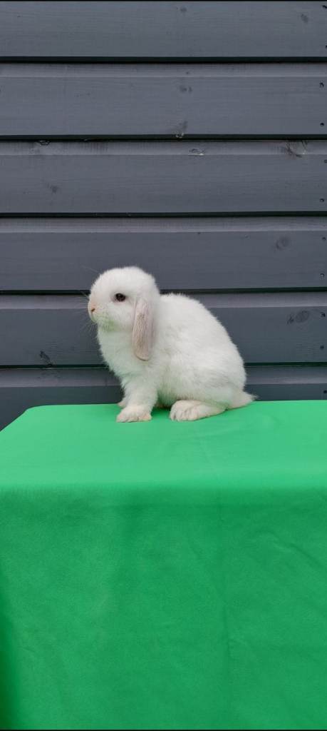 Purebred mini lops REDUCED TO SELL 