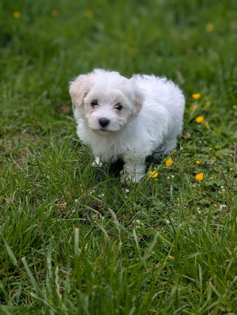 Beautiful Maltichon puppies, half bichon half maltese 