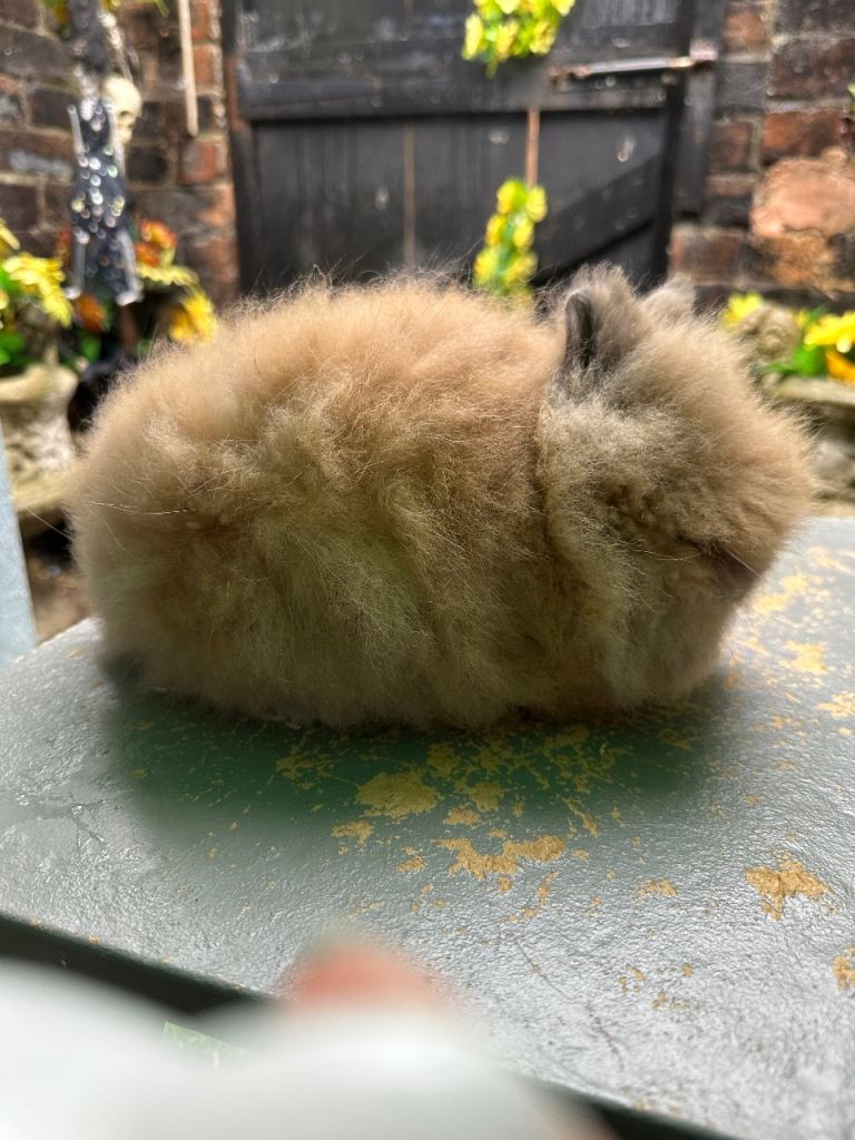 Lionhead Bunnies 