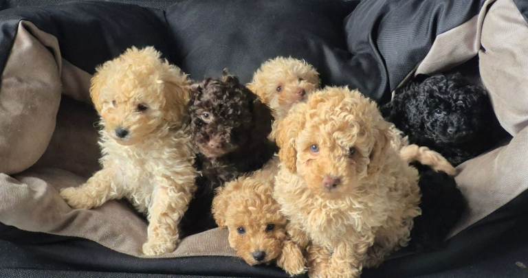 Miniture Poodle Puppies