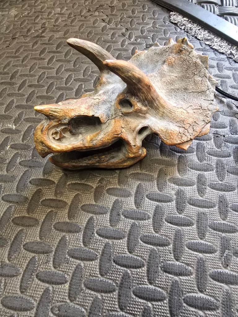 Dinosaurs head