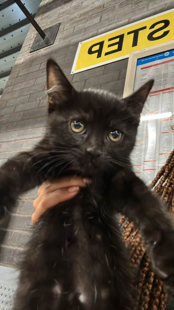 Urgent🐾 Beautiful Solid Black Girl kitten White patch 