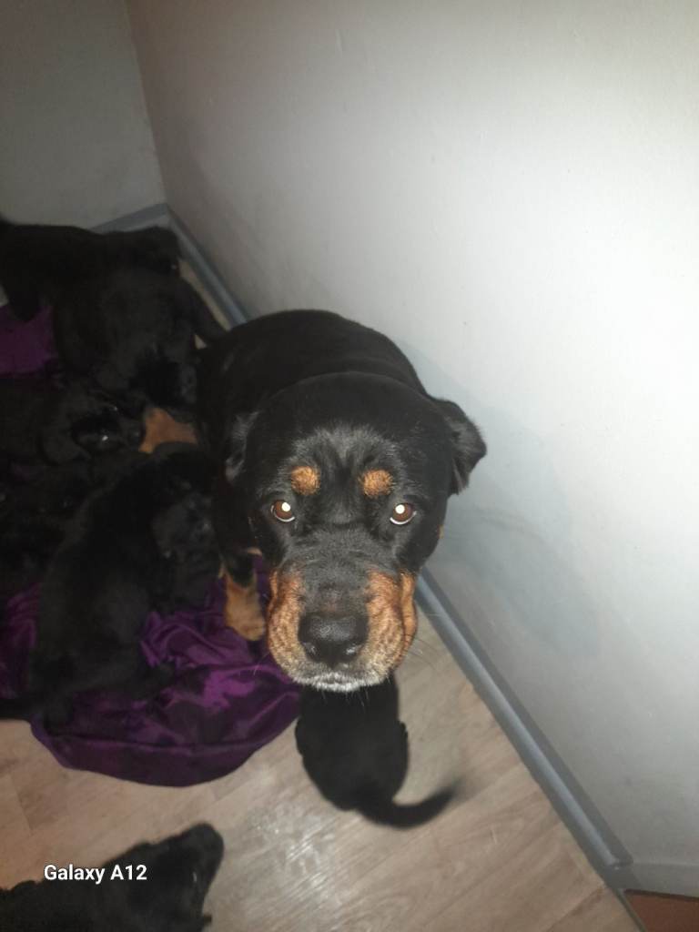 Mix between rottweiler and a newfoundland 