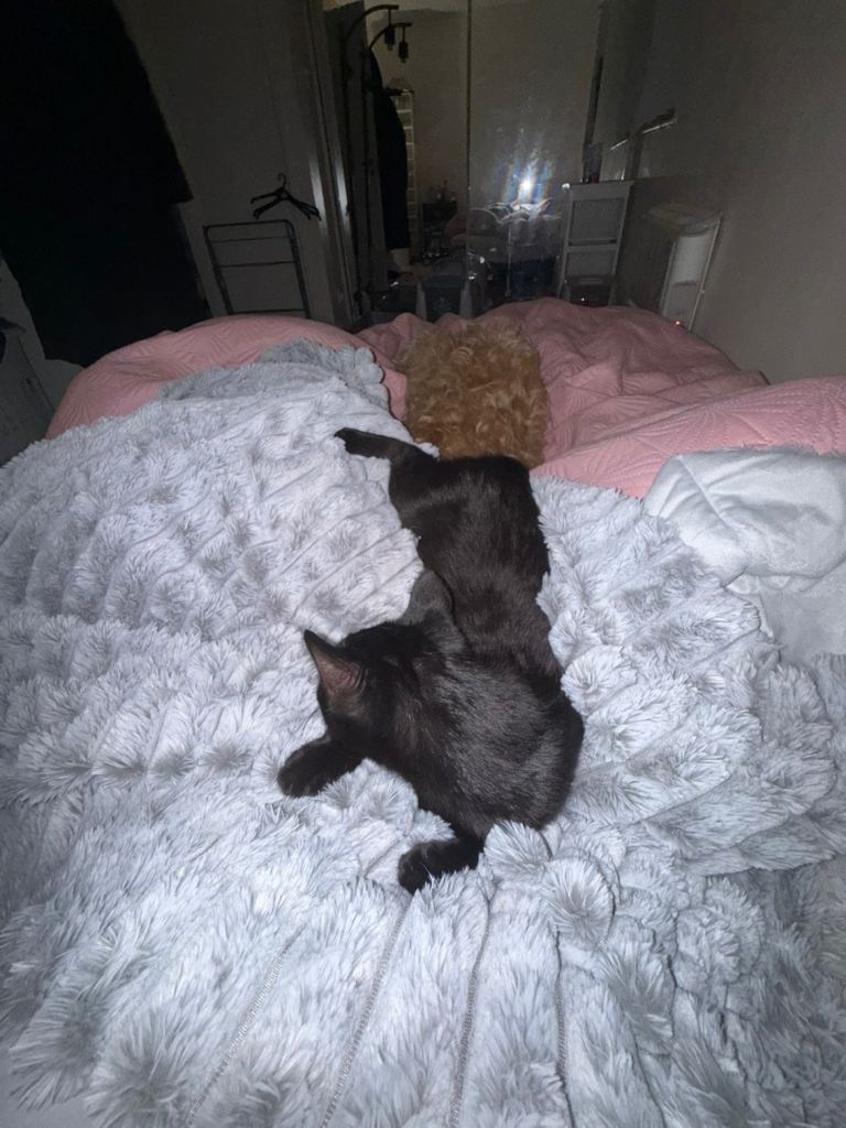 3 female cats