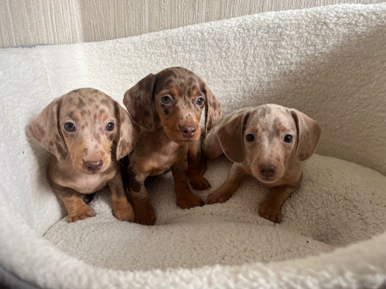 Blue and tan Dachshund puppies