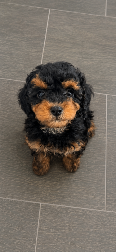 Stunning F1b cavapoo puppies