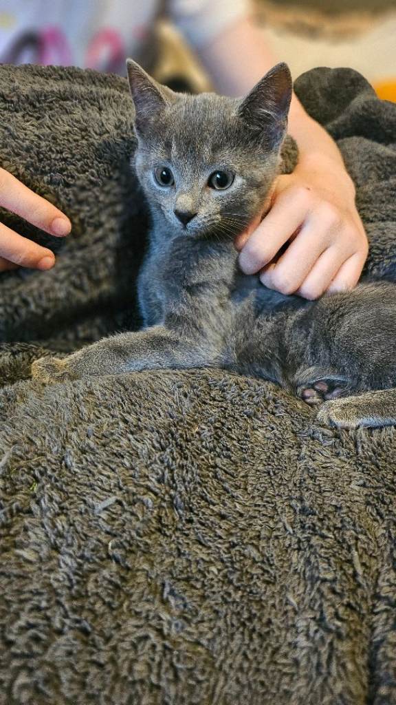 Kittens for sale 10 weeks old ready to leave