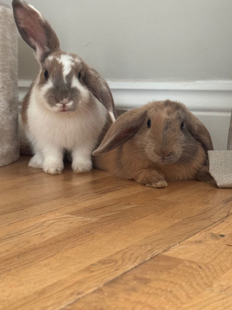 Rabbits 