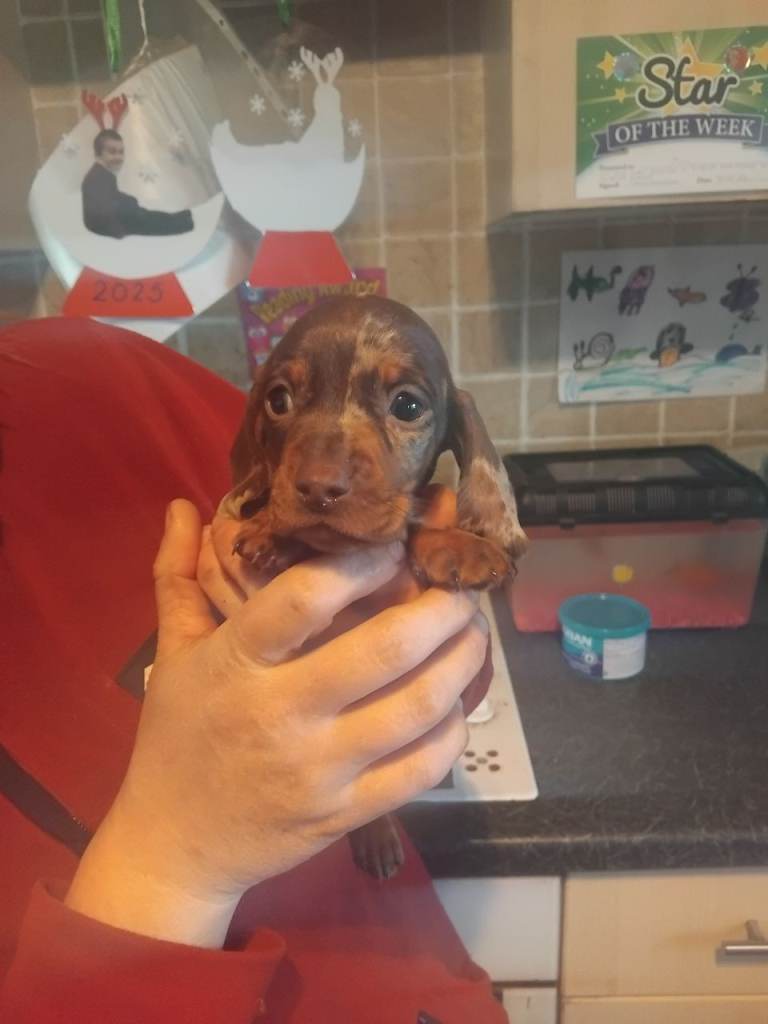 Miniature dashchund 
