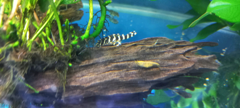 Plecs for sale