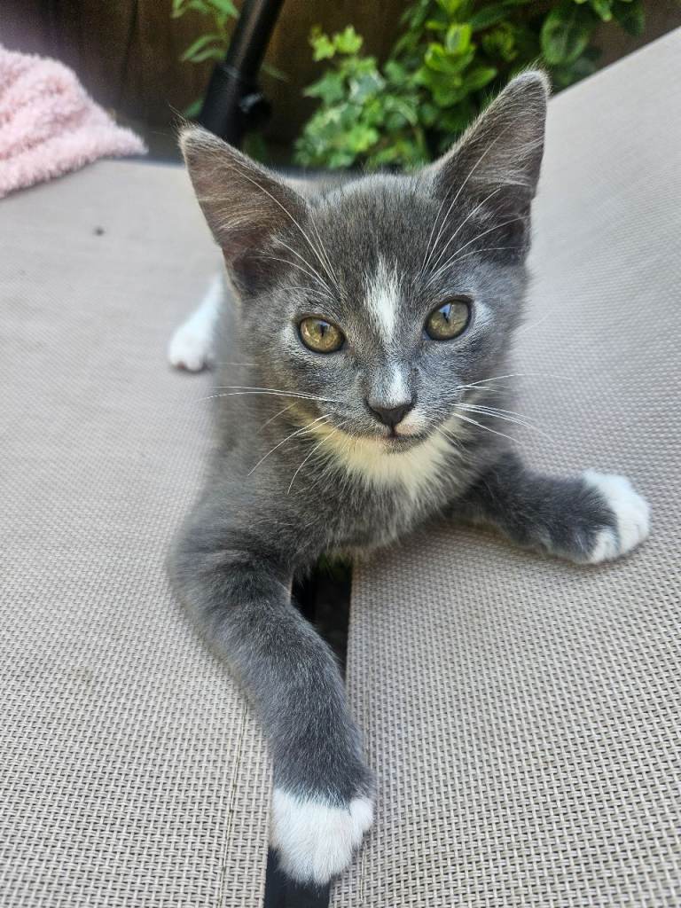 😍🤩🥰Grey SWEET Kittens 🐈‍⬛
