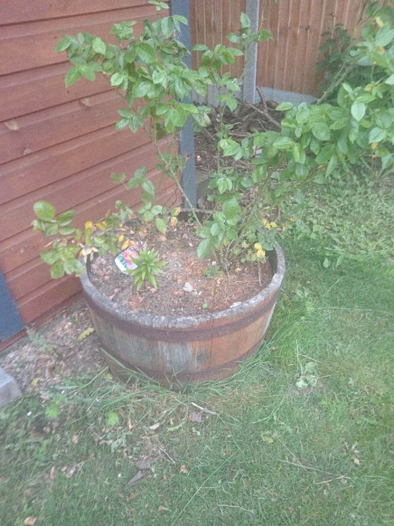Wooden barrells