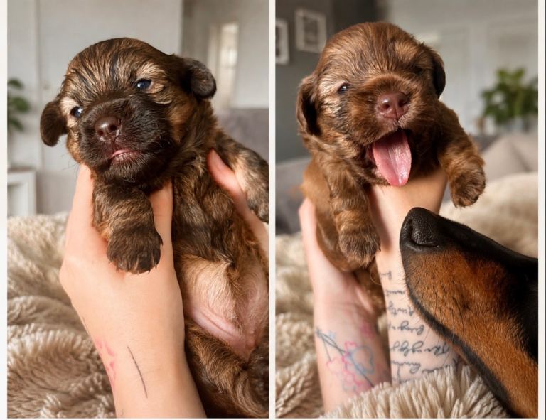 ✨ Gorgeous Schweenie Puppies – Ready Soon ✨