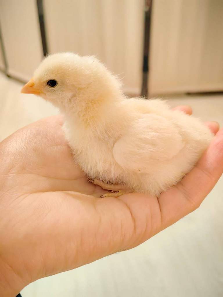 New hatched chicks for sale in Cambridge