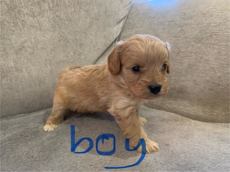 Cavapoo puppies 