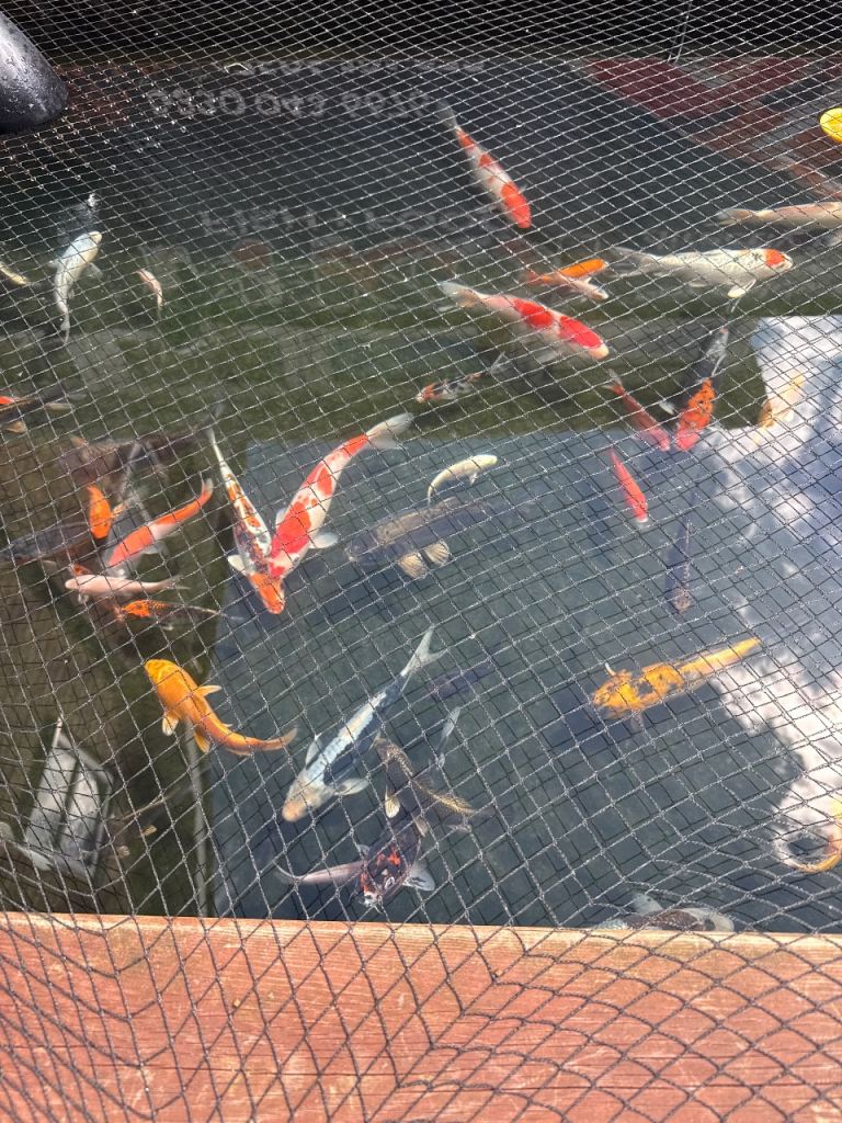 Koi Carp Stunning Colours for sale
