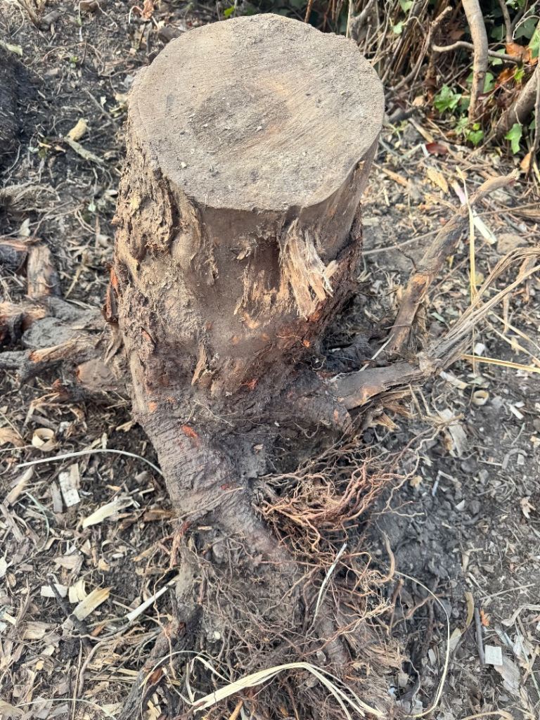Two free stumps - stumpery