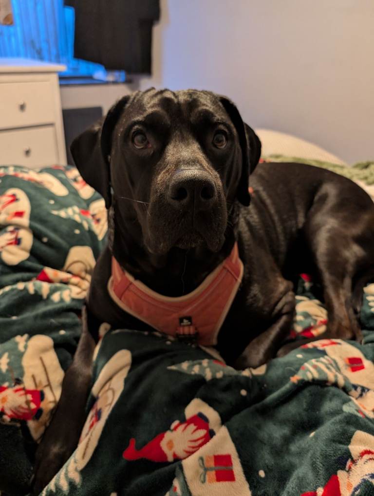 Labrador mix - to good home 