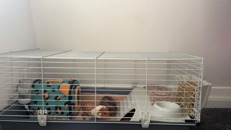 Guinea pigs for sale