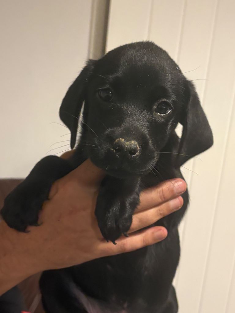 Adorable Black Labrador Retriever Puppies Ready for New Homes