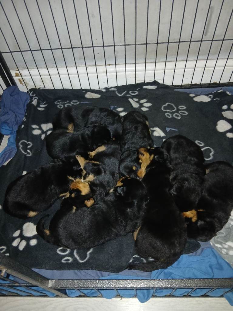 Big chunky litter of 9 Rottweiller puppies