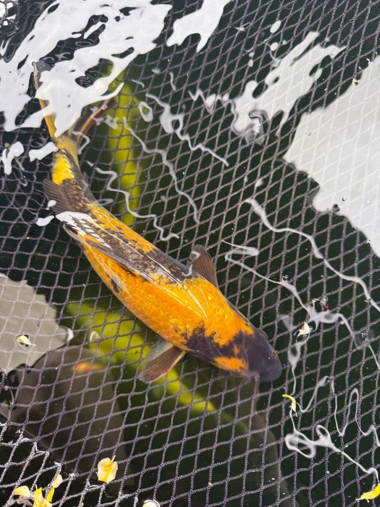 Koi and Sturgeon for sale 