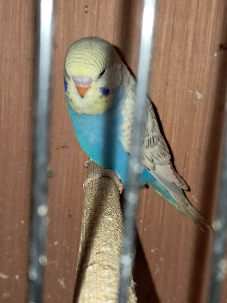 Budgies for sale 