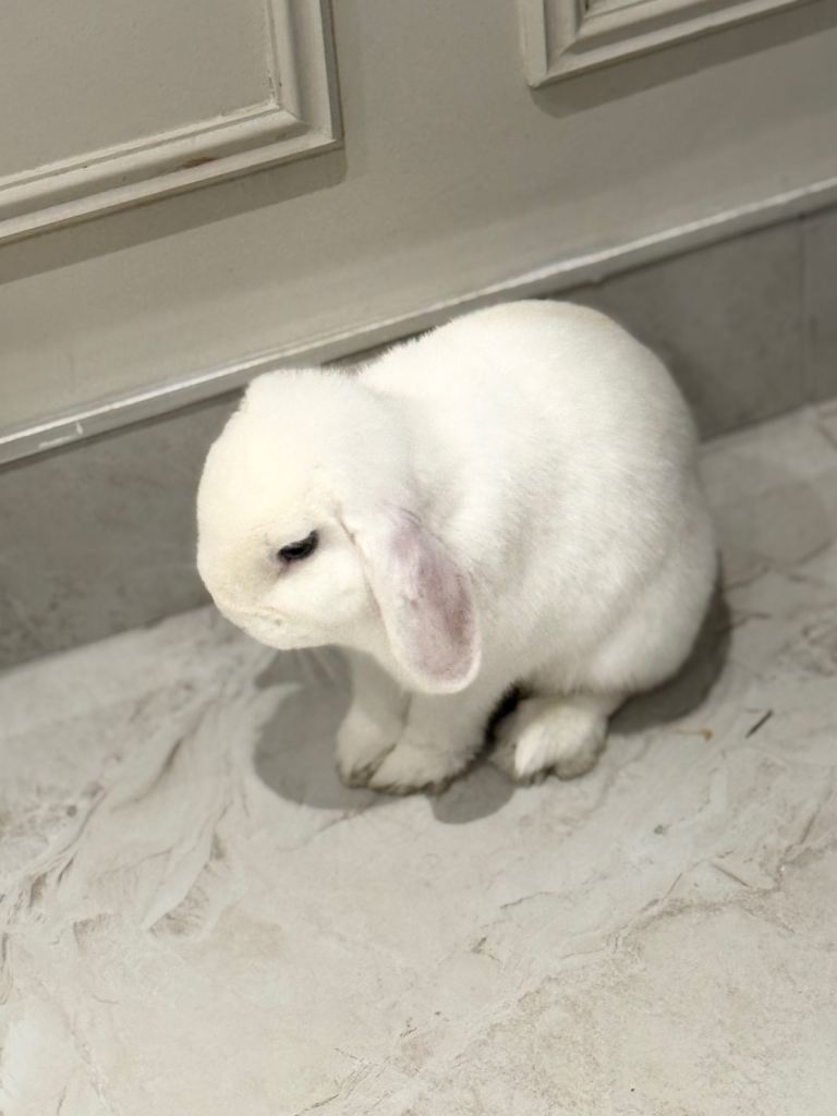 Mini lop 