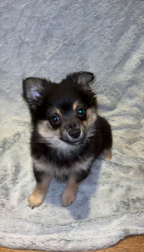 Pomchi Puppy