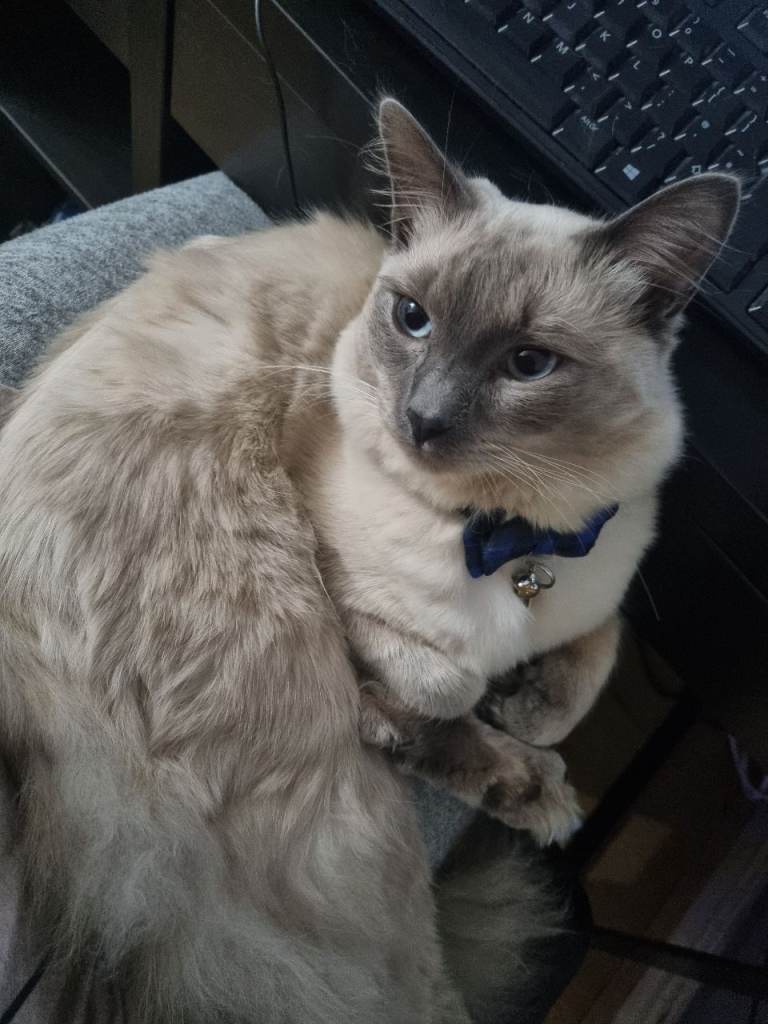 Mixed Ragdoll & British Shorthair 