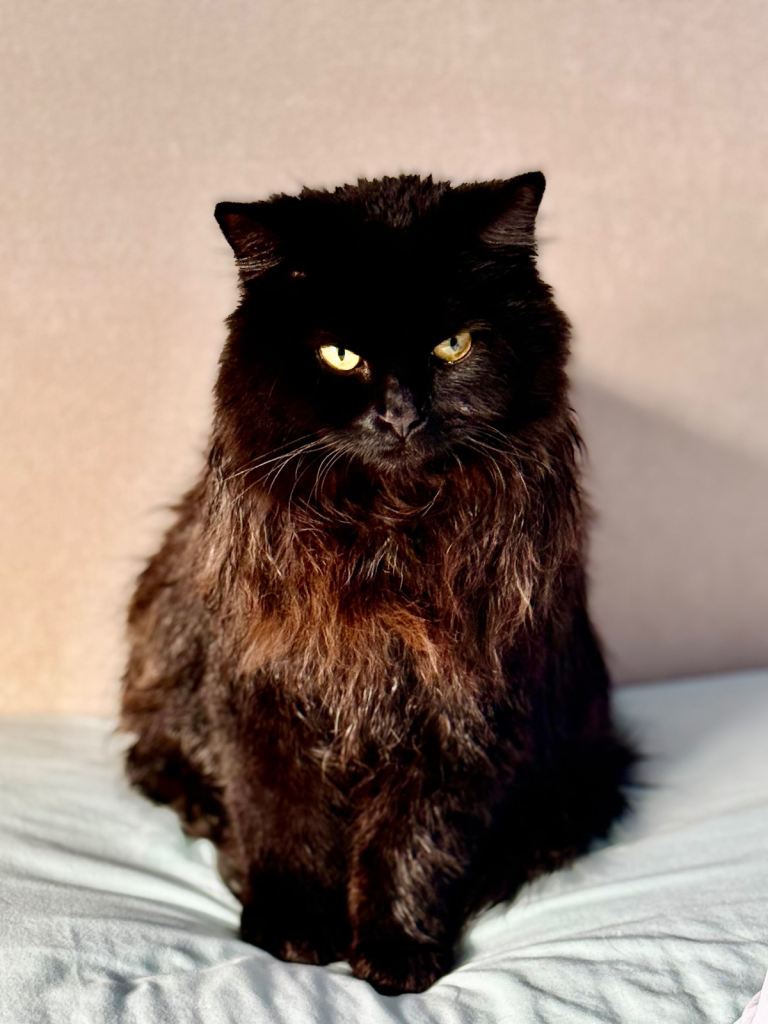 Binx looking for family home 🏠 