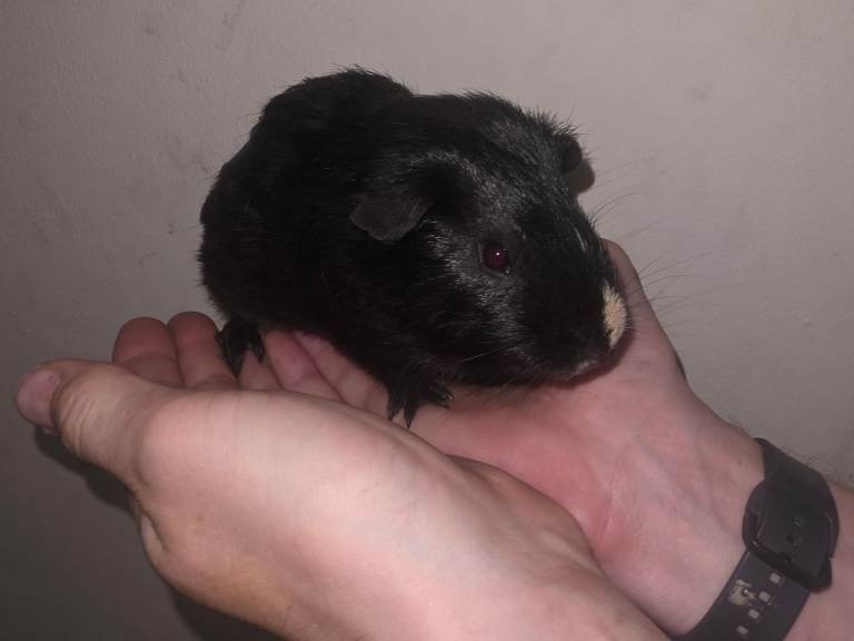 Guinea pigs  all boys