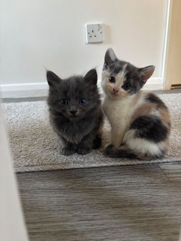 Gorgeous kittens ready for forever homes 