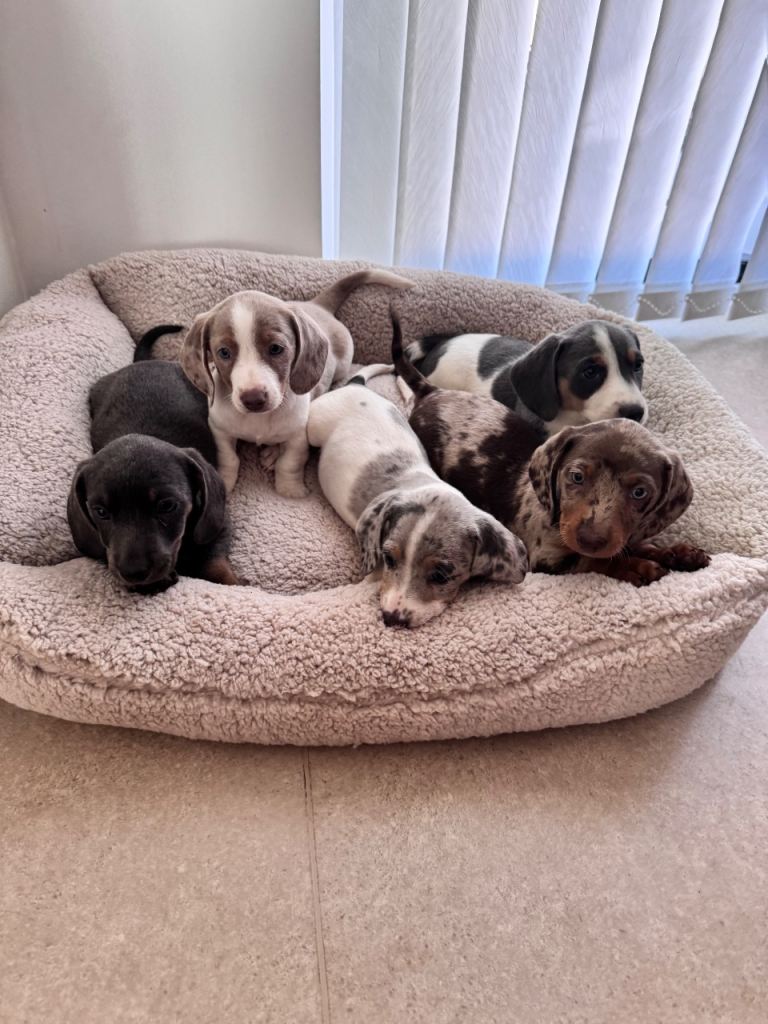 Miniature dachshund
