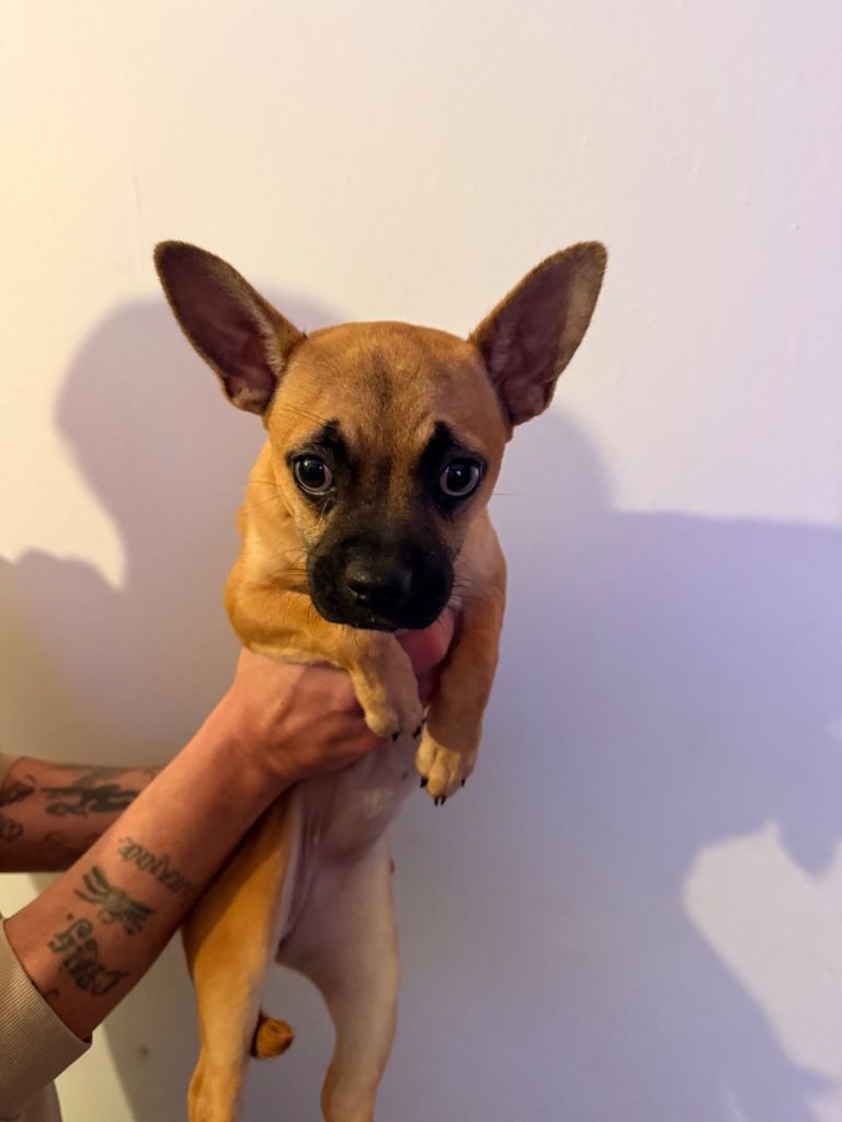 Chihuahua x Frenchie 