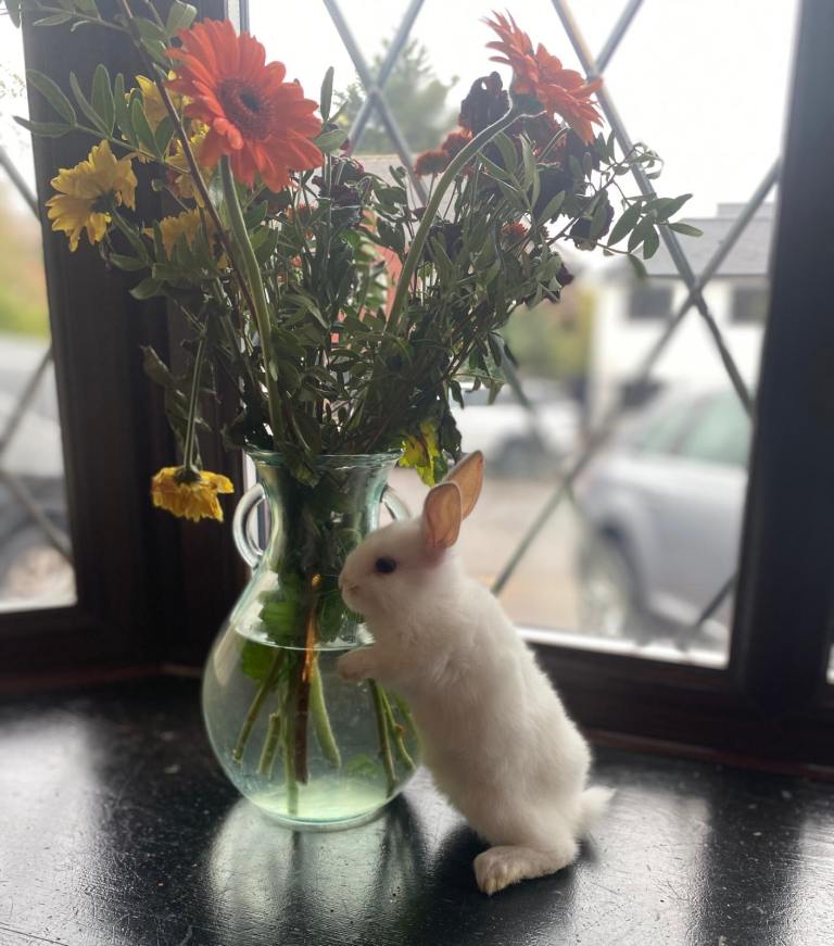 Bunnies for Sale