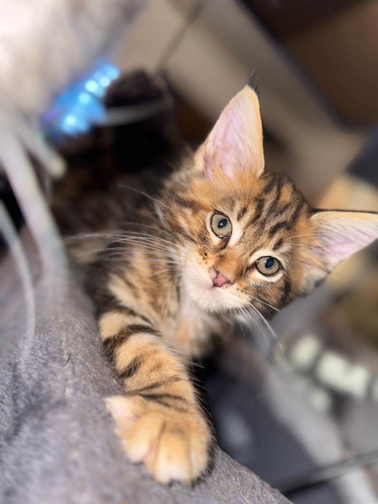 6 Gorgeous Maine Coon Kittens Ready Now!