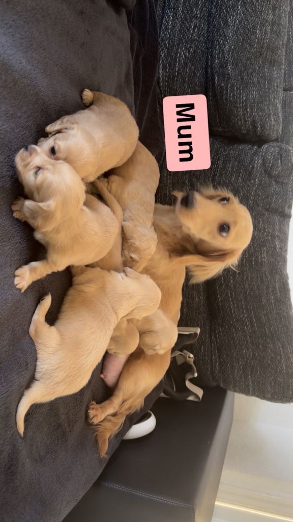 Miniature long haired cream dachshund puppies 