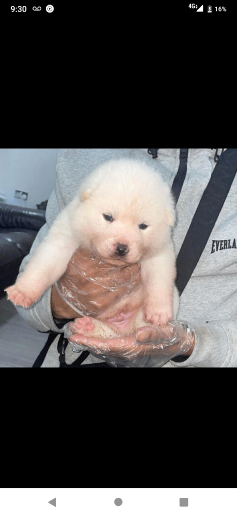 Japanese Akita Puppies 