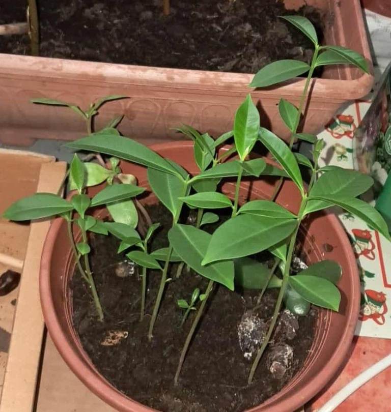 black jam (jamun) fruit plant