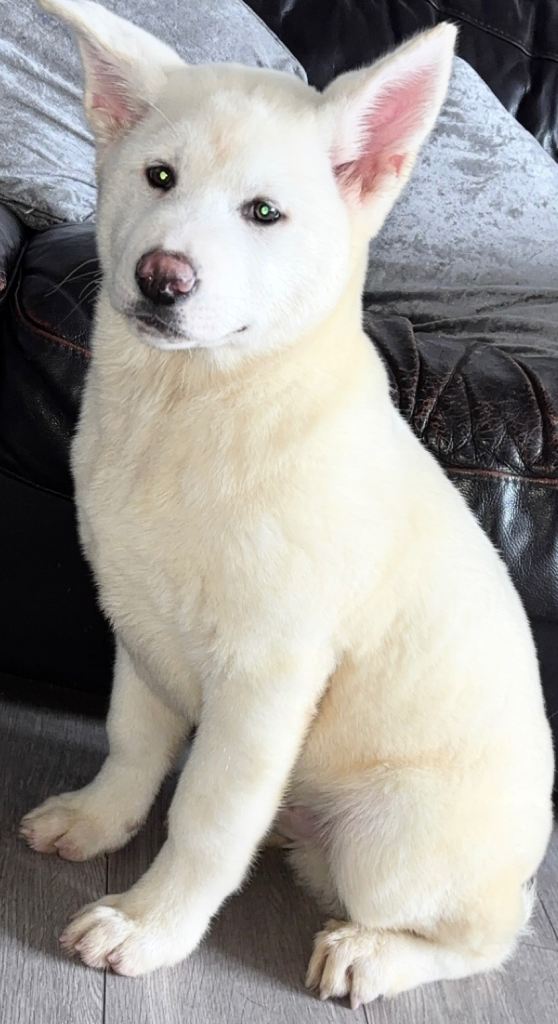 Japanese Akita Inu
